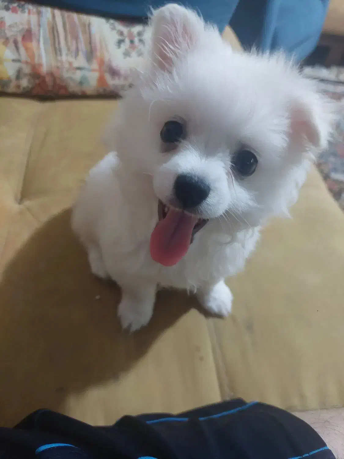 واگذاری سگ پامرین|سگ|شیراز, درکی|دیوار