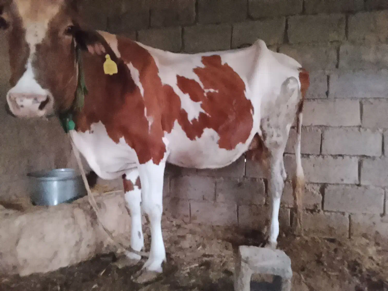 گاو|حیوانات مزرعه|چمران, |دیوار