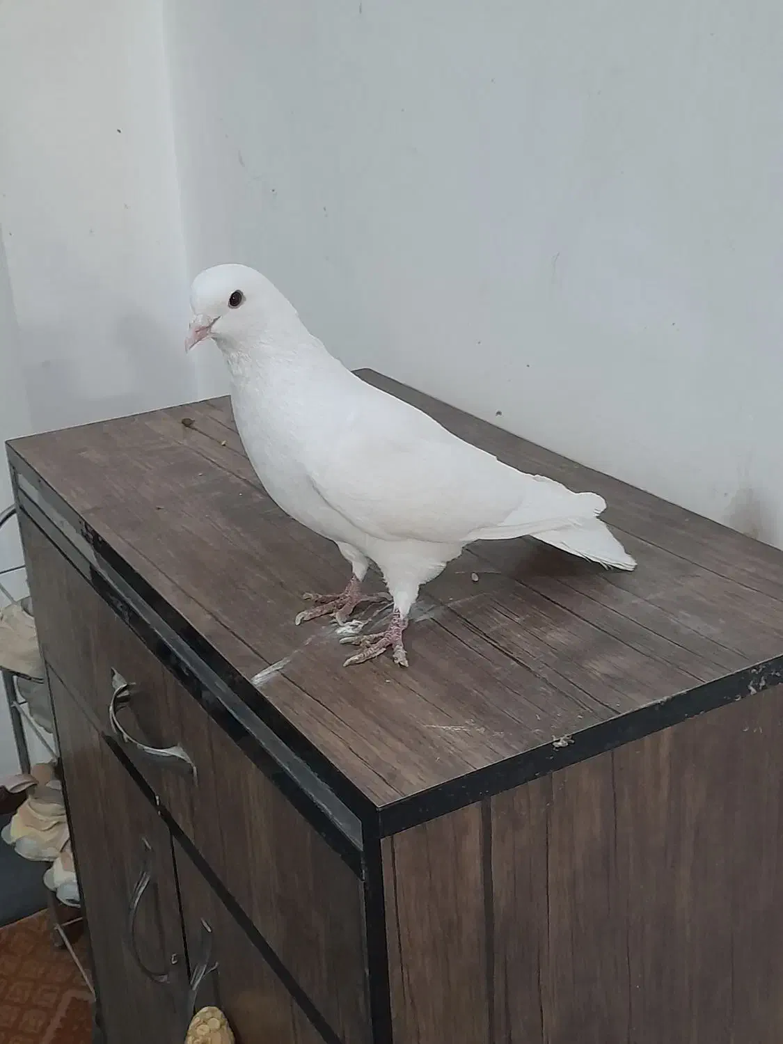 کفتر آس نر سفید و سرور|پرنده|شریف‌آباد, |دیوار