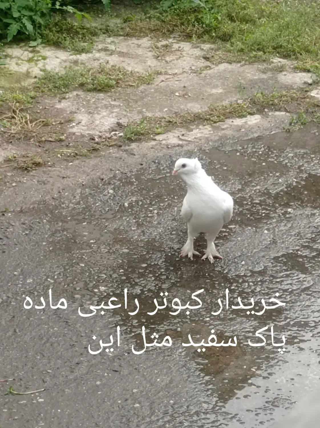 کبوتر|پرنده|رودسر, |دیوار