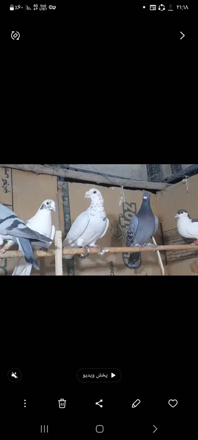 کبوتر پرشی|پرنده|درگز, |دیوار