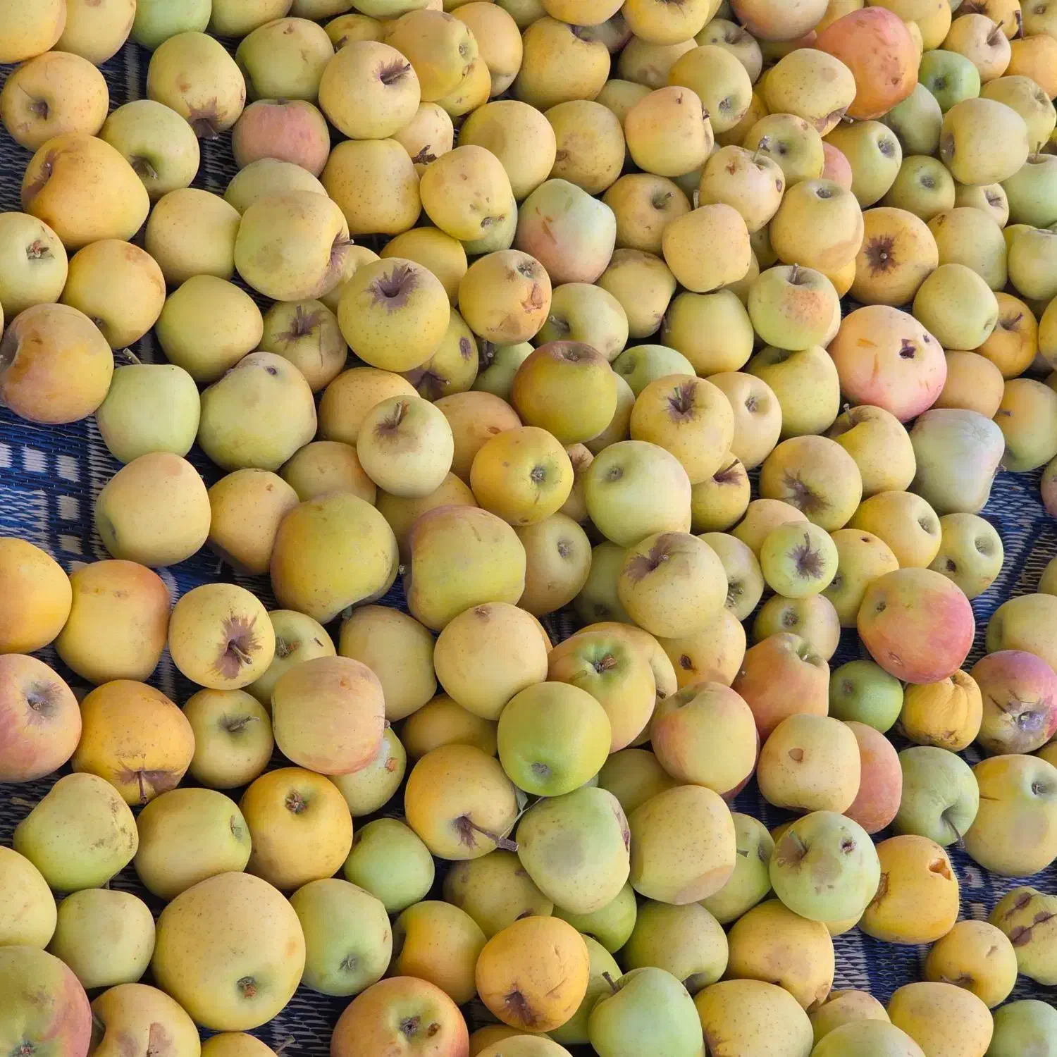 سیب ارگانیک منطقه سپیدان|خوردنی و آشامیدنی|شیراز, احمدی جنوبی|دیوار