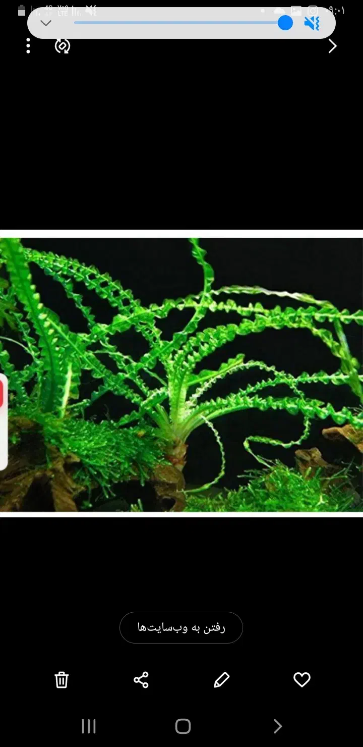 فروش گیاه اکواریومی|ماهی|ملایر, |دیوار