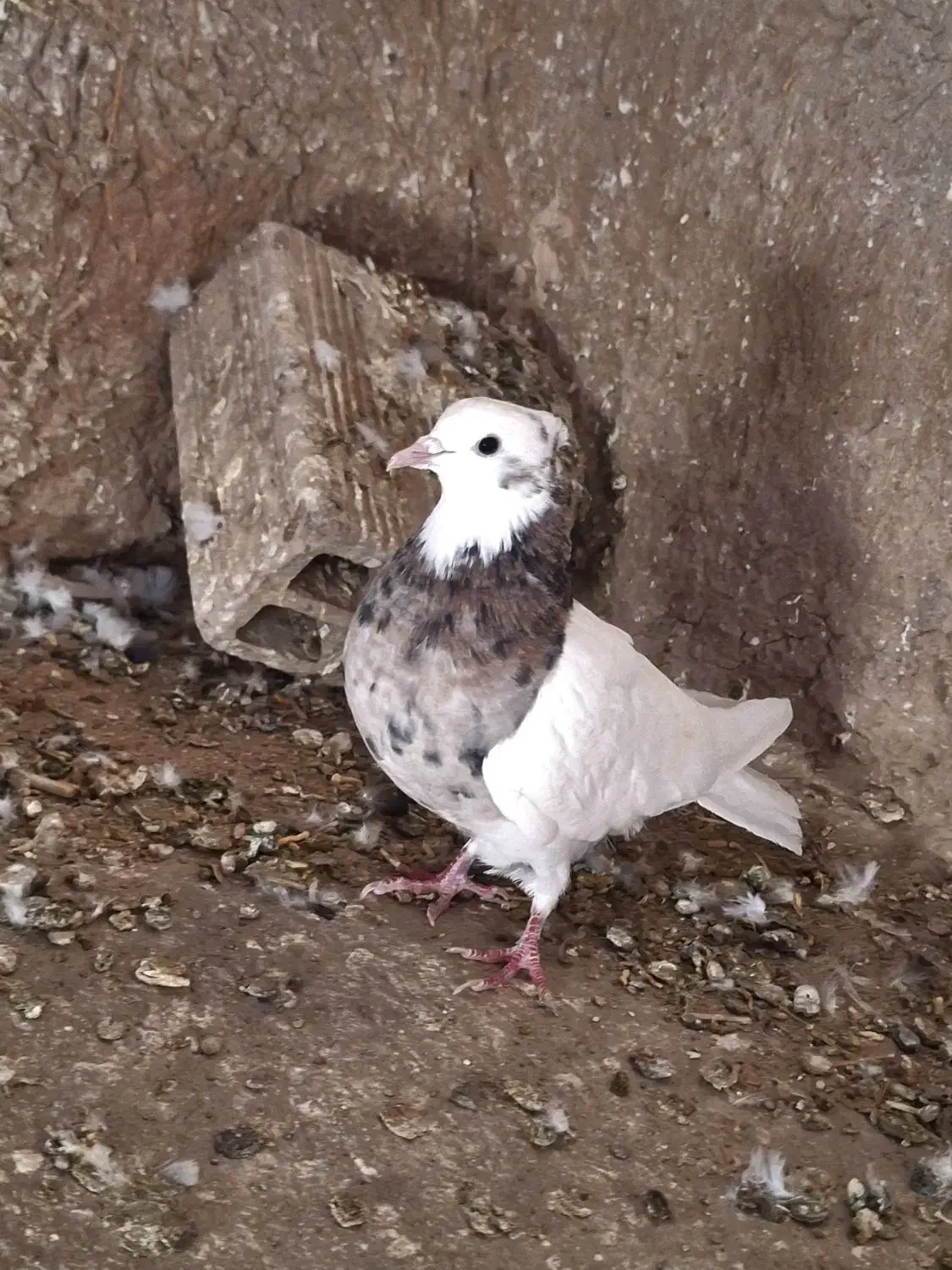 کبوتر|پرنده|فیروزه, |دیوار