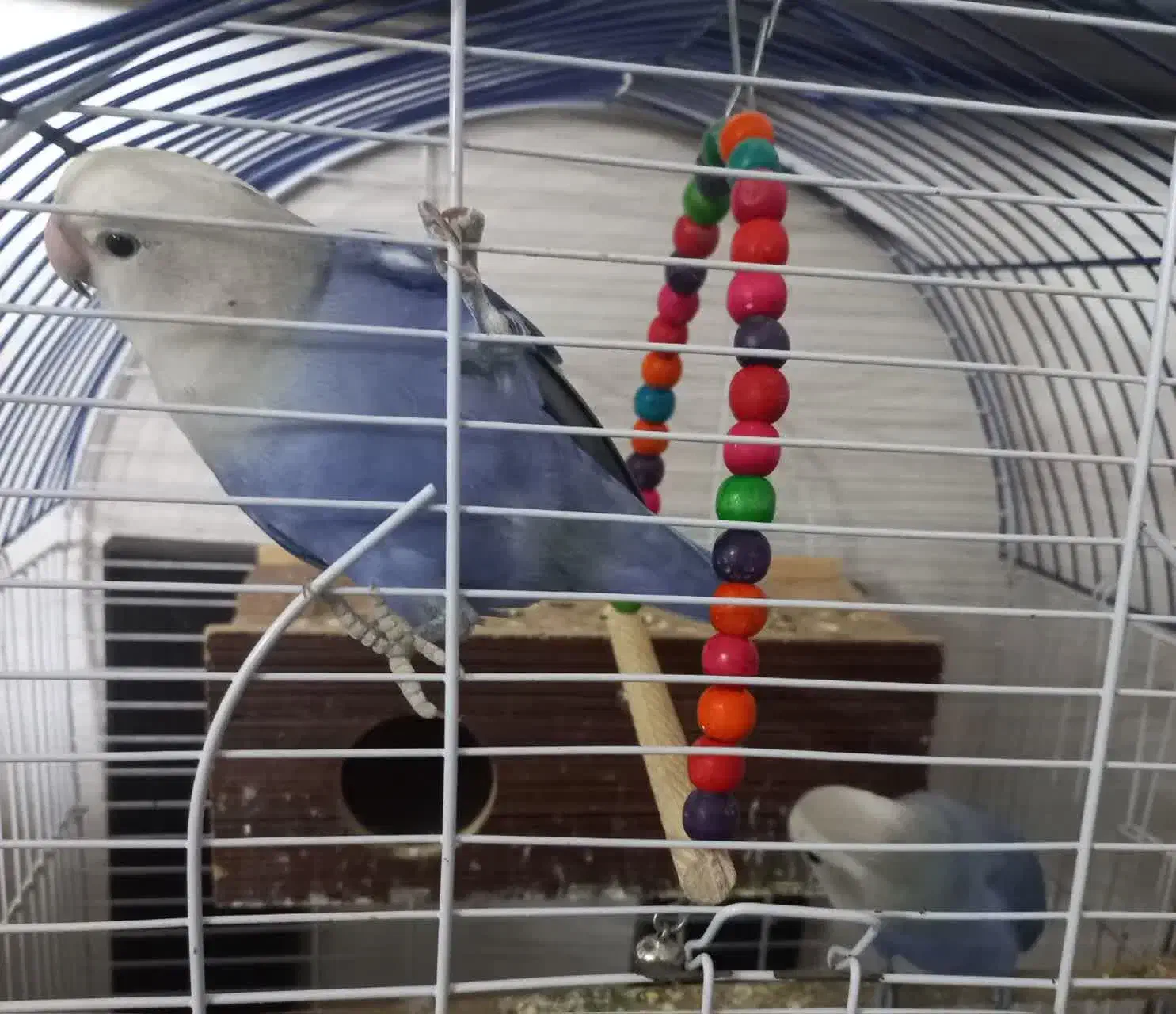 طوطی کوتوله|پرنده|شاهین‌شهر, مسکن مهر|دیوار