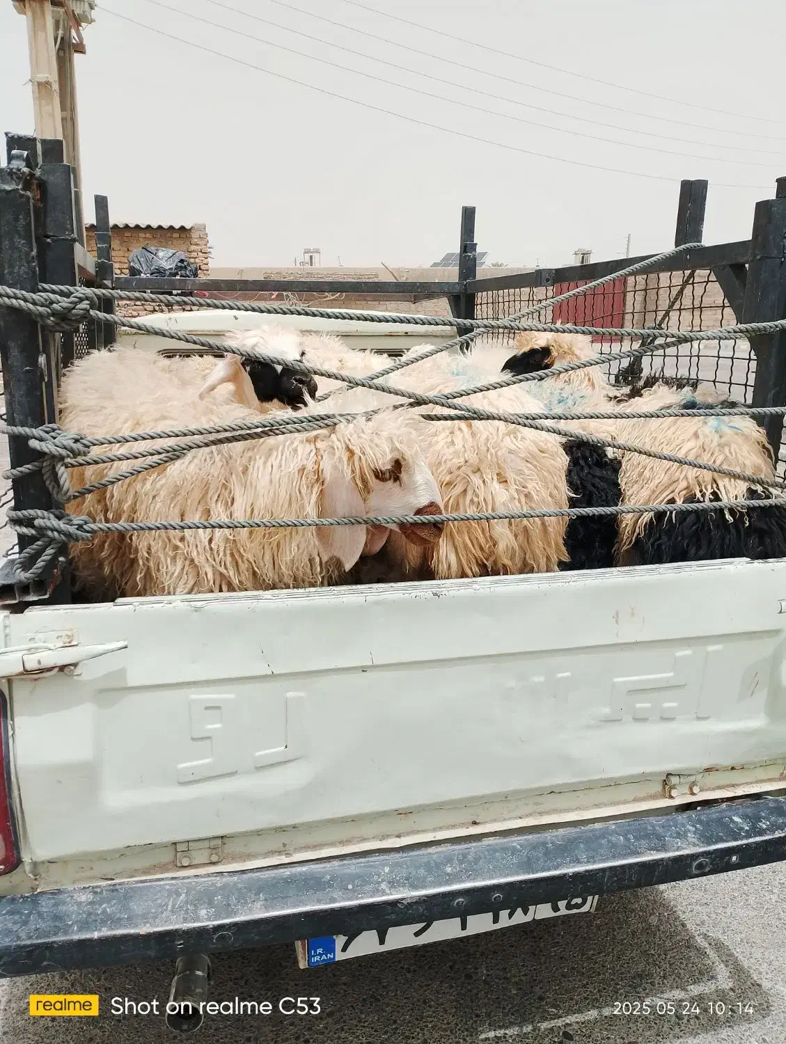 وانت بار با کم ترین قیمت کرایه|خدمات حمل و نقل|زهک, |دیوار