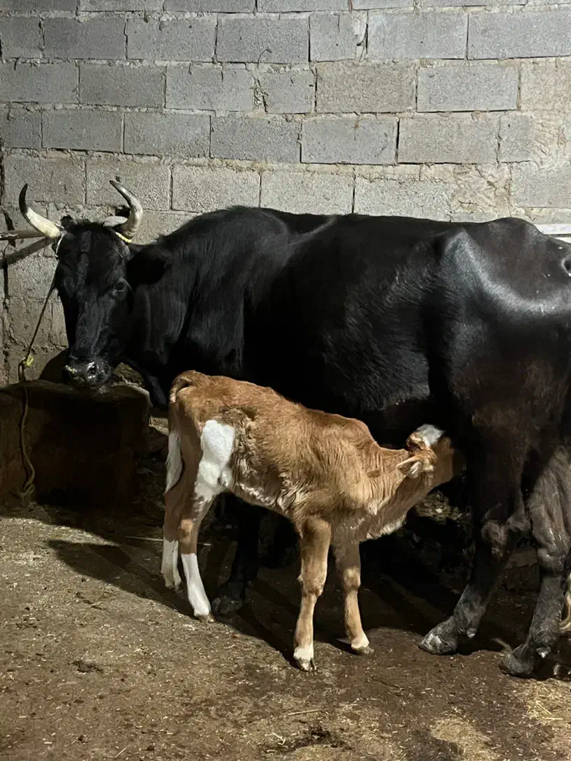 گاو|حیوانات مزرعه|نوشهر, |دیوار
