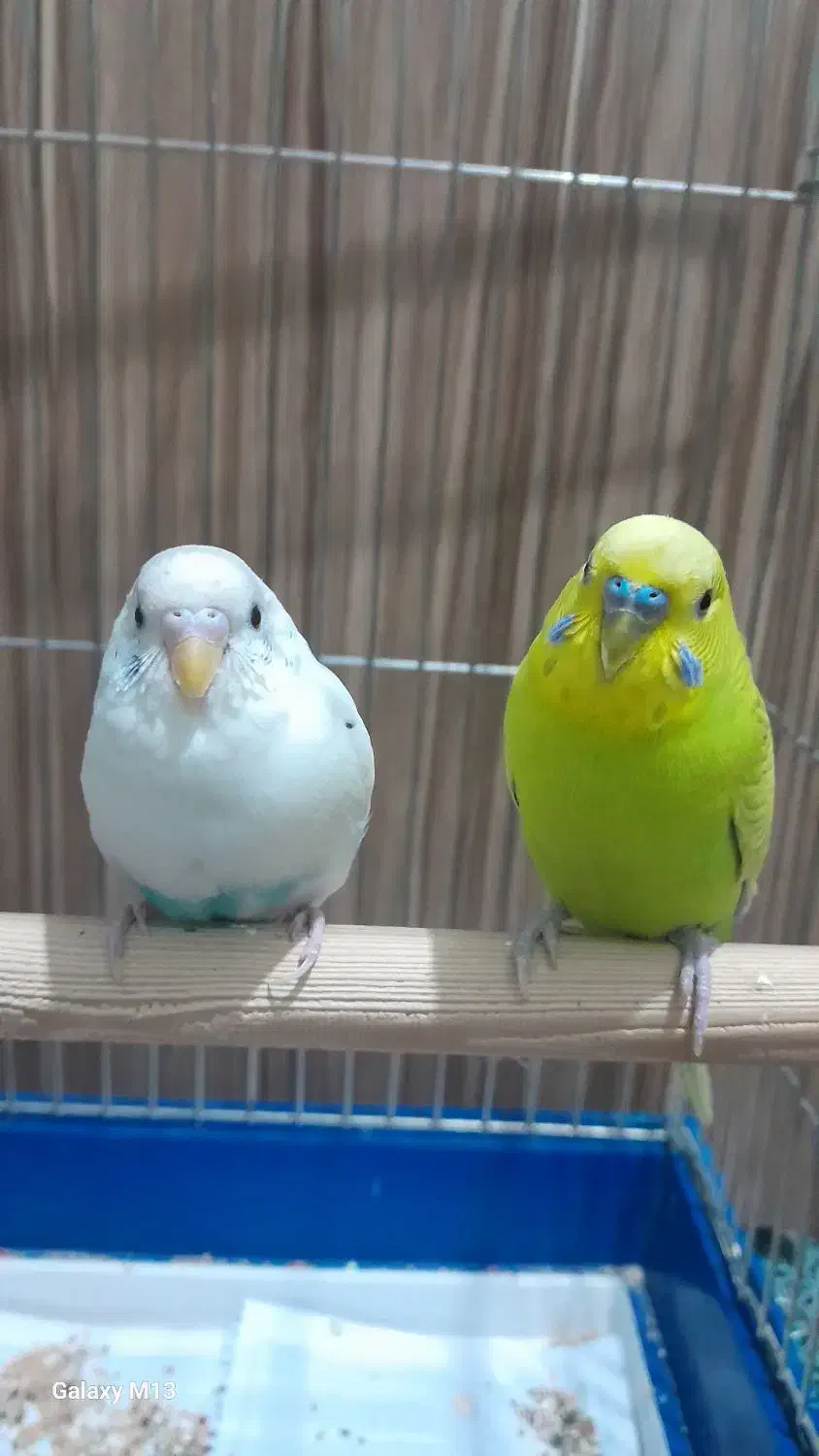 دو عدد مرغ عشق نرو ماده سبزه|پرنده|اسلامشهر, مسکن مهر اسلاشهر (شهرک امام خمینی)|دیوار