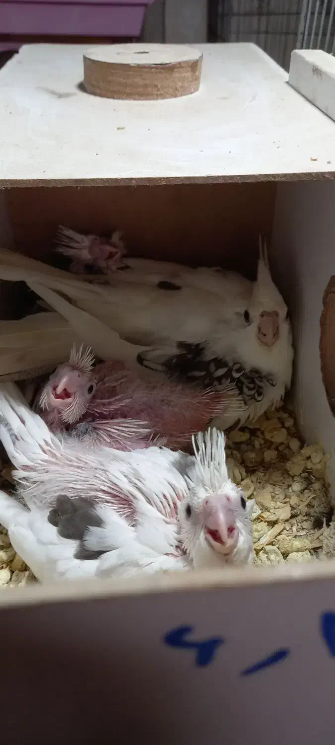 آلبینو|پرنده|شبستر, |دیوار