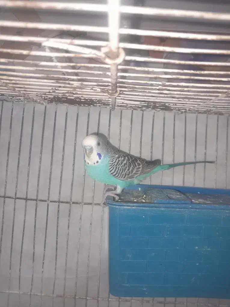 مرغ عشق|پرنده|دوگنبدان, |دیوار