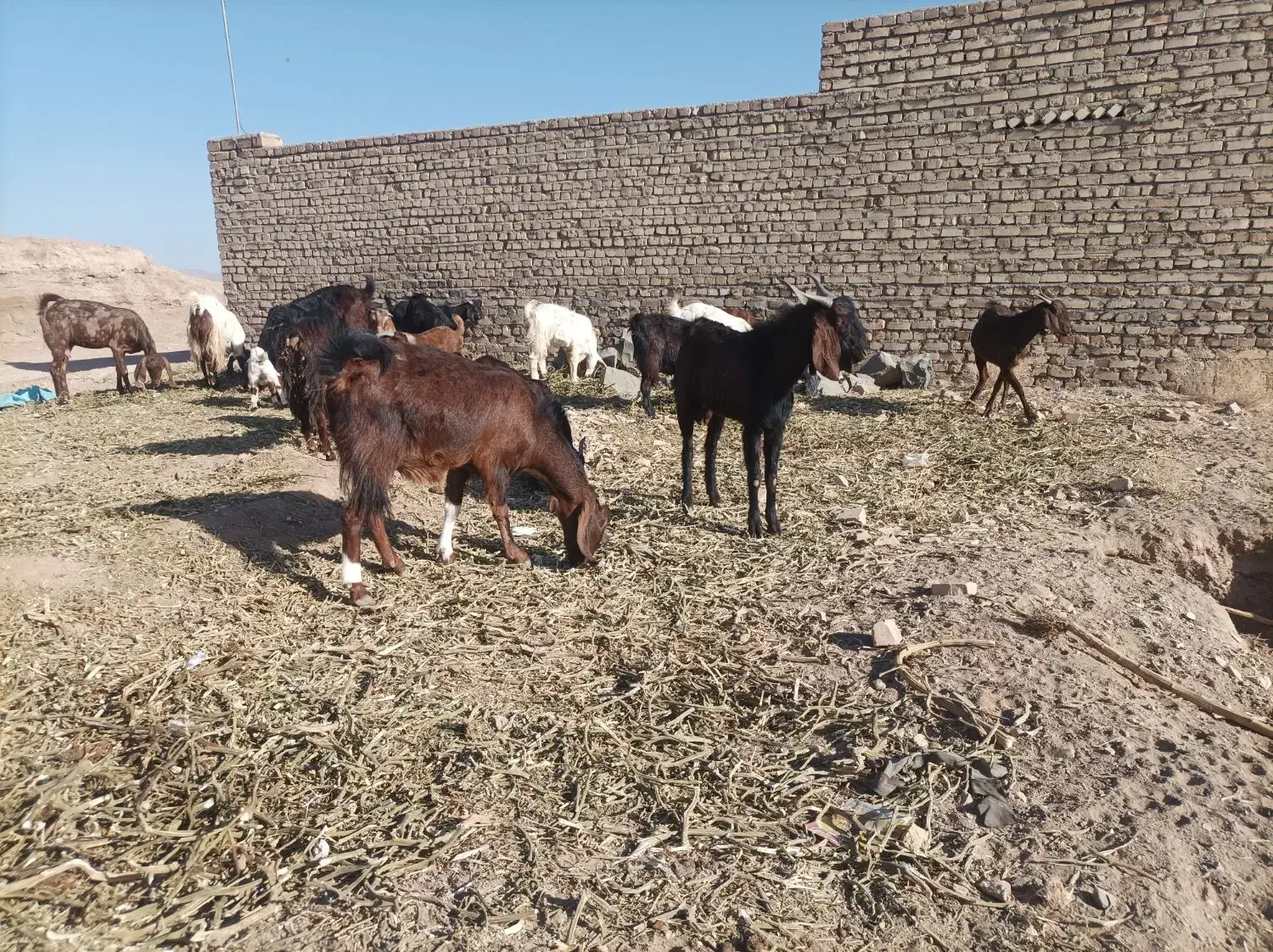 بزوبزغاله فروشی۶۵۰۰|حیوانات مزرعه|کوهسرخ, |دیوار