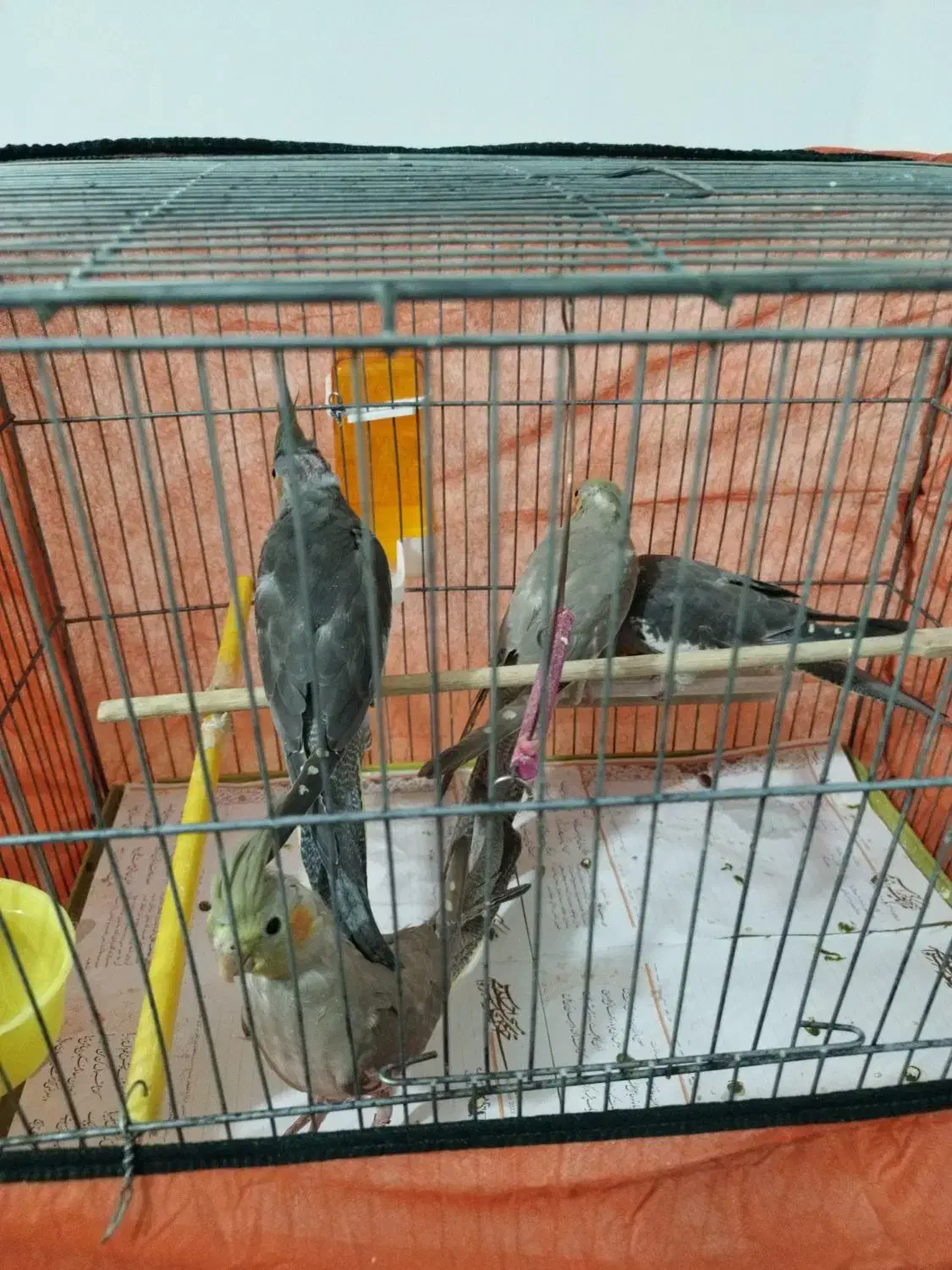 عروس هلندی ۲ ماهه دون خور|پرنده|فردیس, شهرک شهید حسینی|دیوار