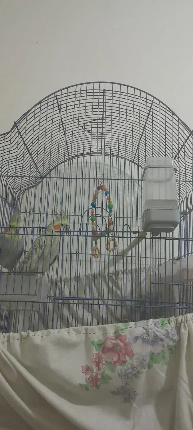 عروس هلندی|پرنده|صوفیان, |دیوار