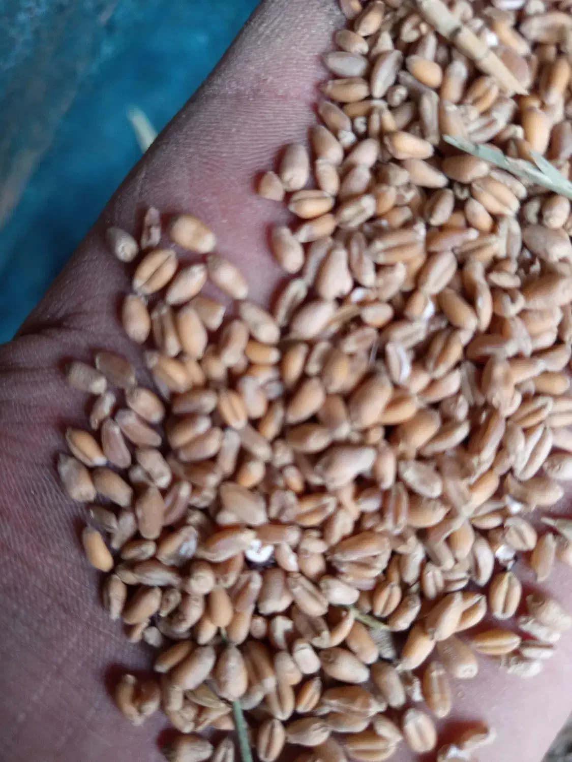 گندم آرامش|عمده‌فروشی|گرمخان, |دیوار