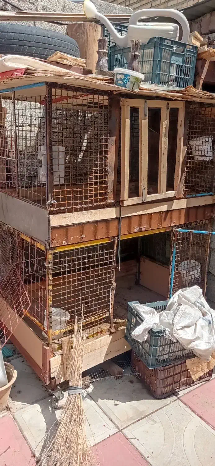 گنجه مرغ خروس|لوازم جانبی حیوانات|کوهسار (آذربایجان), |دیوار