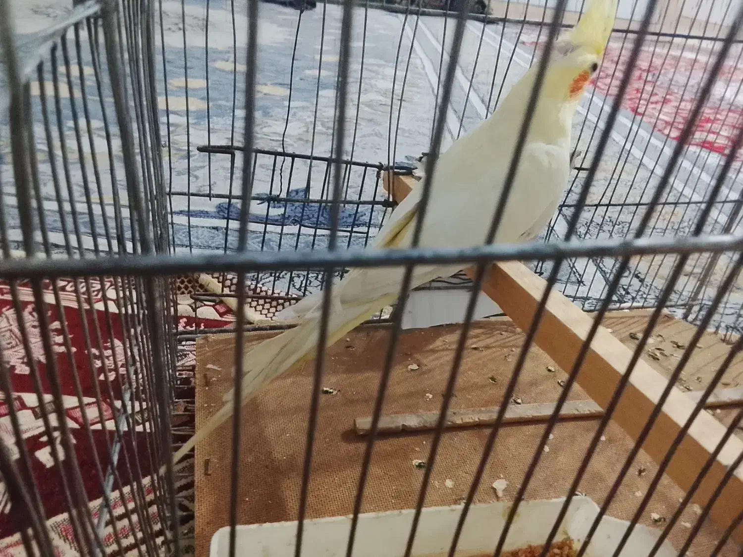 فروش عروس هلندی|پرنده|خواف, |دیوار