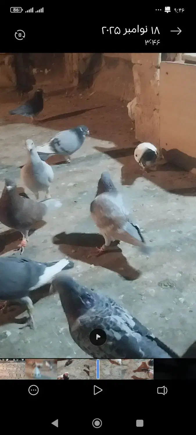 پرنده|پرنده|نیشابور, ابراهیمی|دیوار