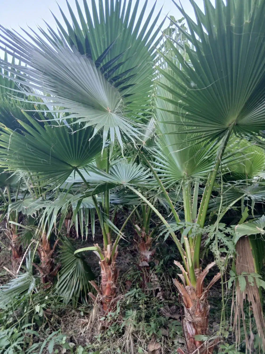 پالم واشنگتن|گل و گیاه طبیعی|طاهرگوراب, |دیوار