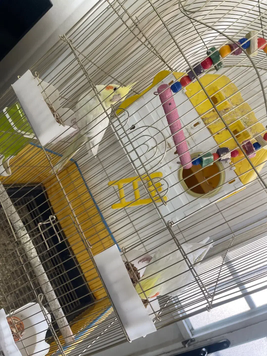 عروس هلندی|پرنده|سبزوار, میدان بار|دیوار