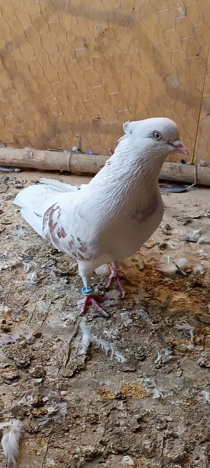 کفتر|پرنده|قم, نیروگاه|دیوار