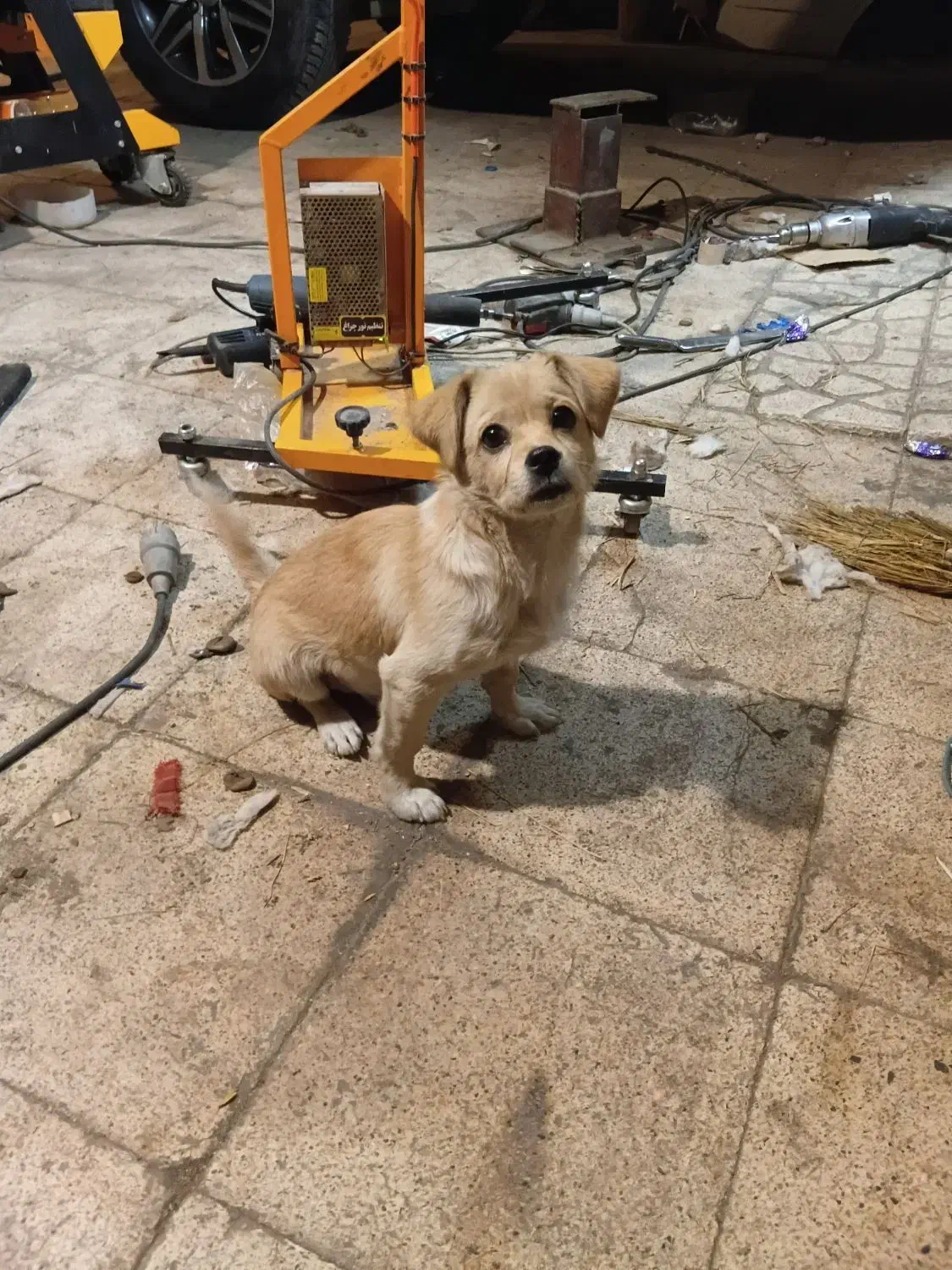 واگزاری سگ خوشگل|سگ|بومهن, |دیوار