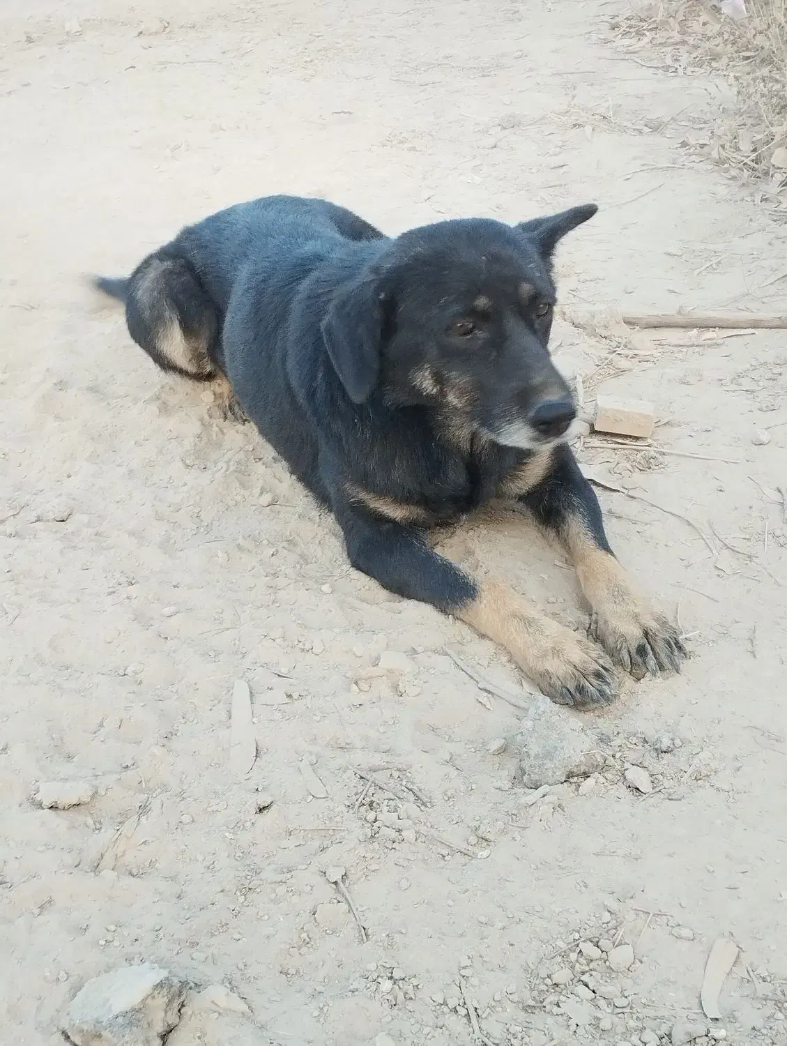 واگذاری سگ ماده نگهبان|سگ|سمنان, |دیوار