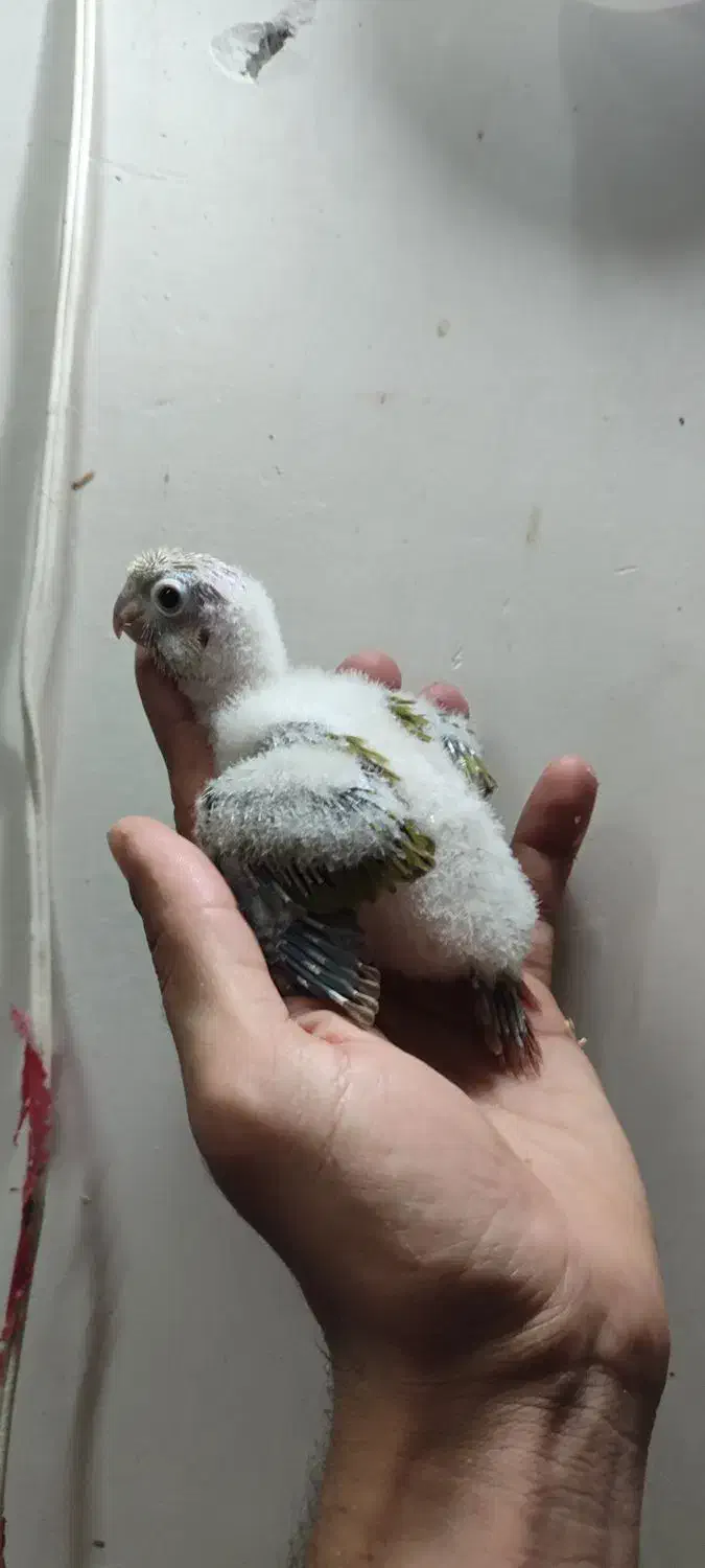 جوجه گرینچیک اناناسی رد|پرنده|مشهد, ادیب نیشابوری (شهرک غرب)|دیوار