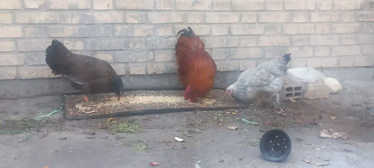 فروش مرغ و خروس|پرنده|نجفآباد, فیروزآباد|دیوار