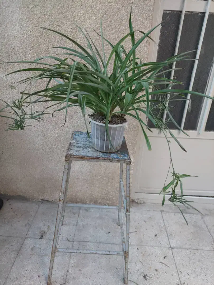 گندمی|گل و گیاه طبیعی|تهران, شهید رجایی|دیوار