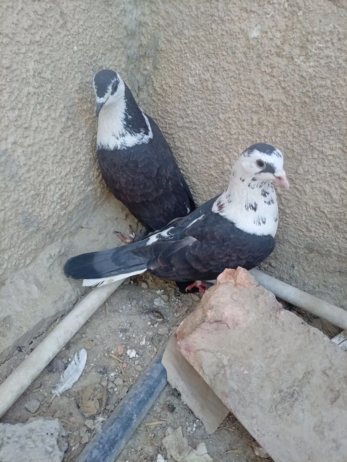 کبوتر|پرنده|سراوان, |دیوار