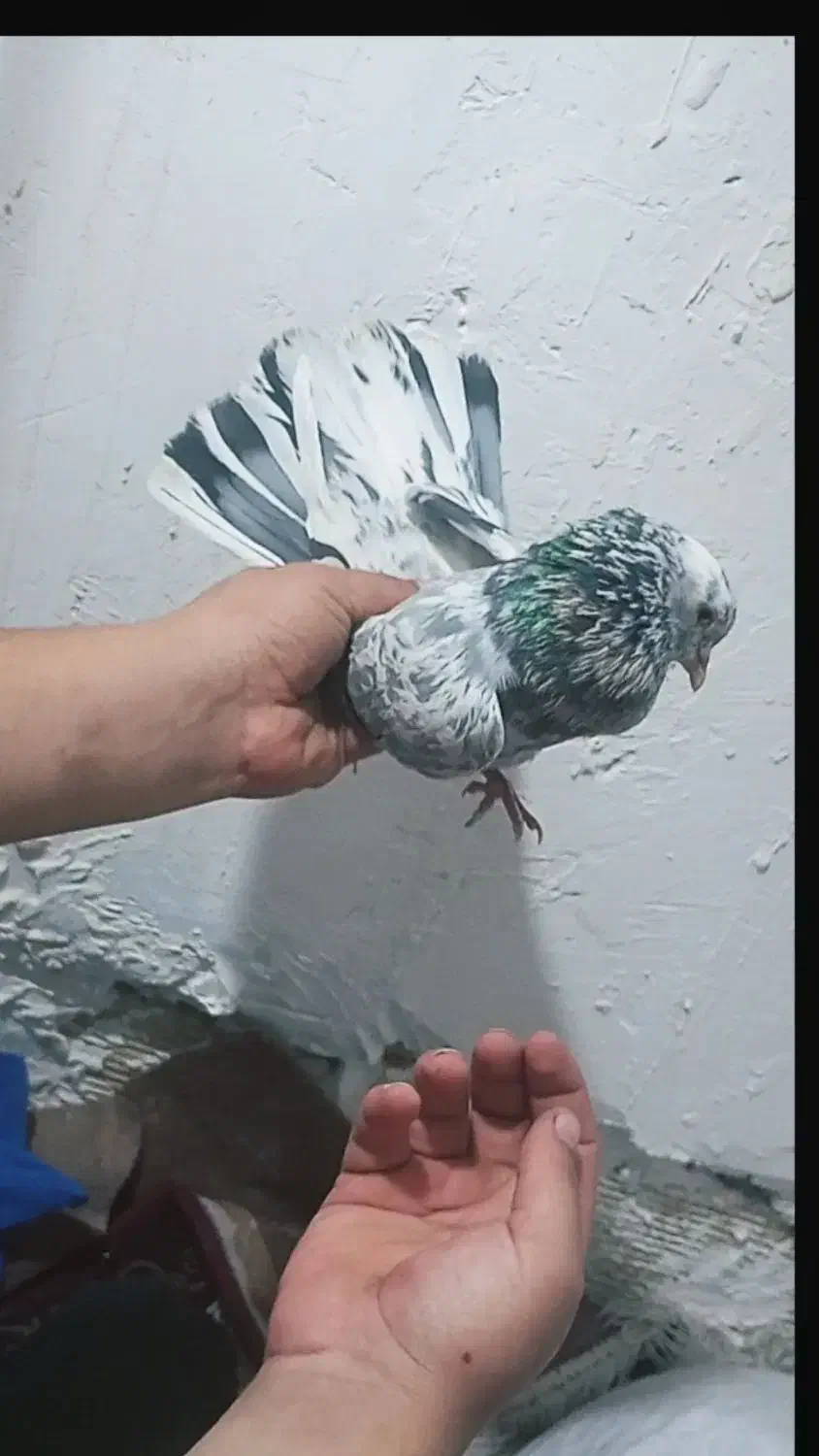 نر سرور غریب گیر|پرنده|شهریار, شهرک شاهد|دیوار