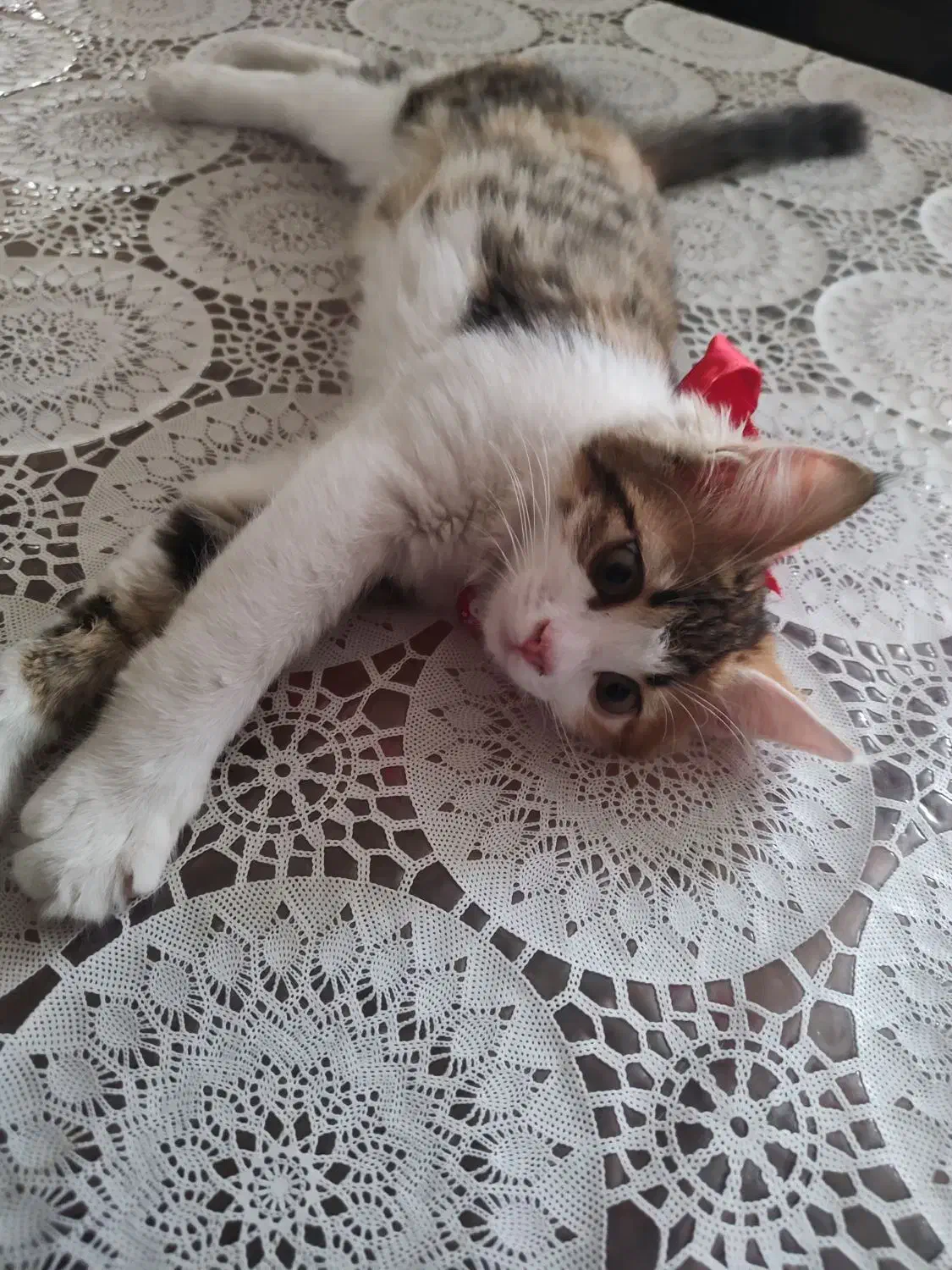 گربه DLH|گربه|اردبیل, |دیوار