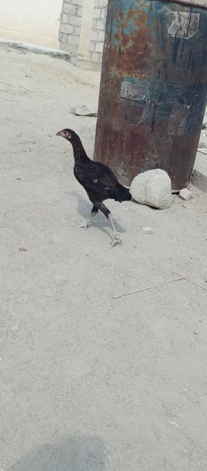 ۲ مرغ با ۵ جوجه فروشی با قیمت مناسب|حیوانات مزرعه|کنارک, |دیوار