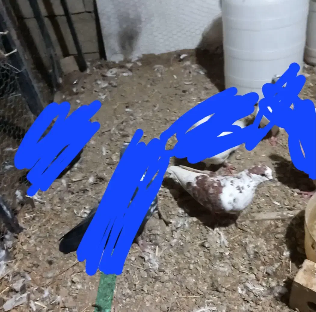 کفتر گرفتنی|پرنده|سلماس, |دیوار