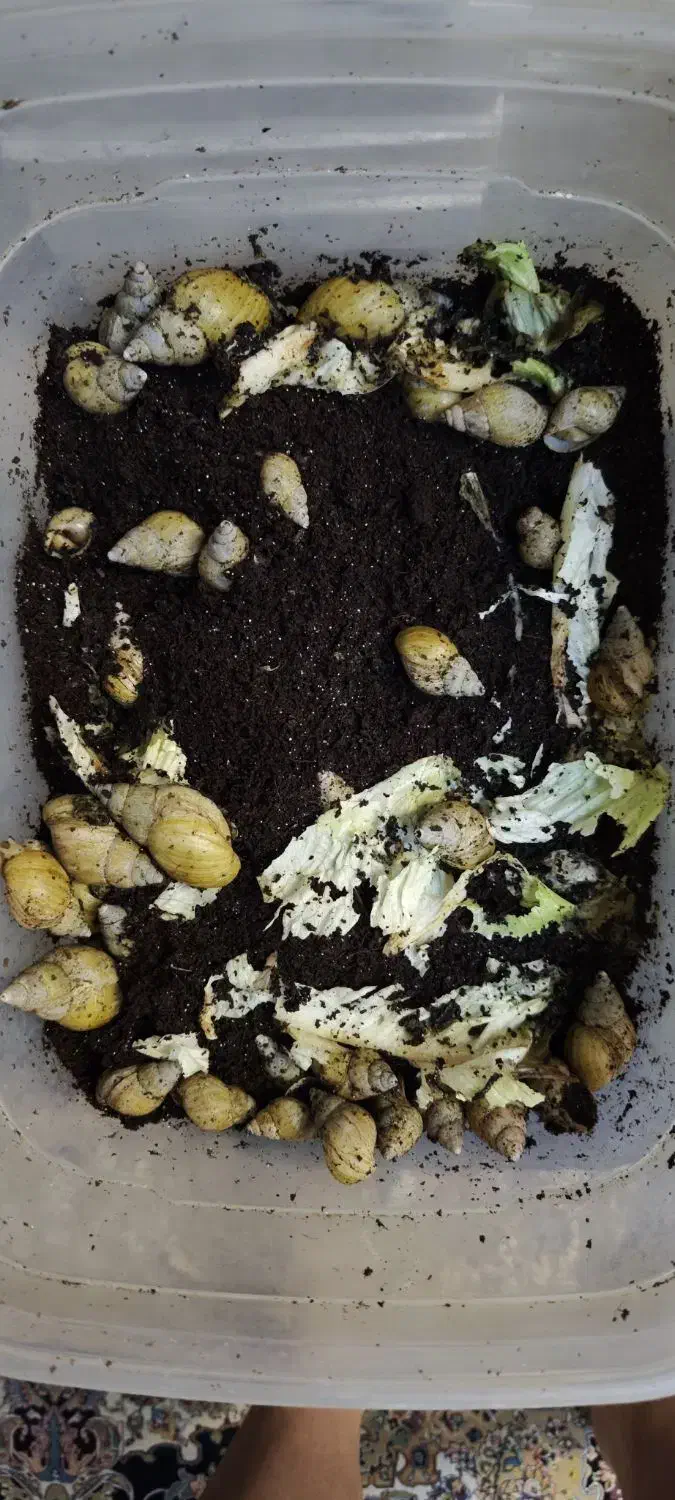 حلزون پوستی|خزنده|تهران, سهروردی|دیوار