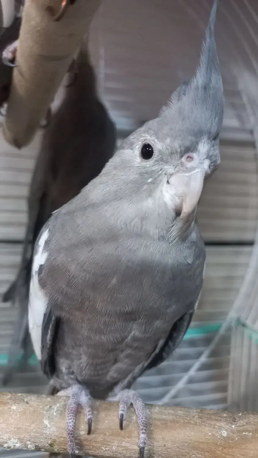 مرغ عروس|پرنده|کاشان, باغ ماجد|دیوار