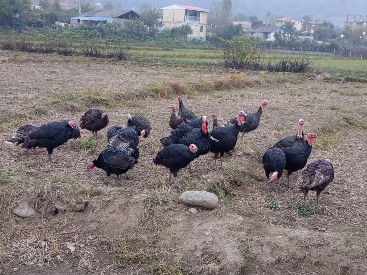 بوقلمون|حیوانات مزرعه|چوبر, |دیوار