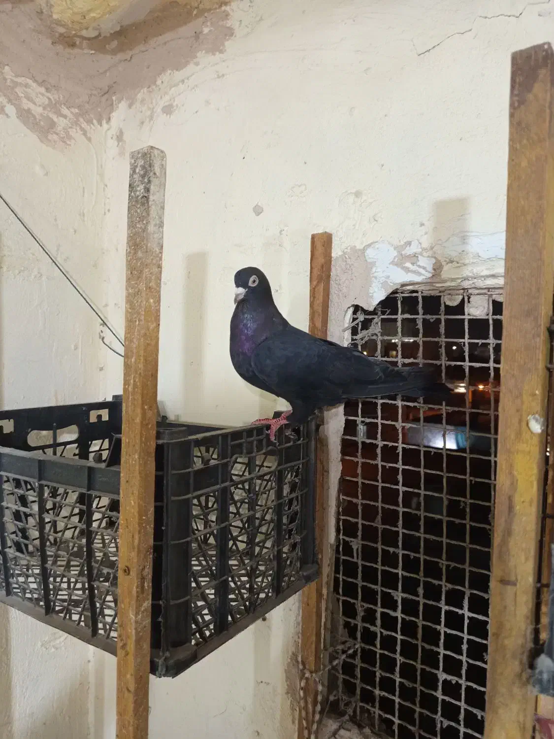 فروش کفتر|پرنده|بندرعباس, |دیوار