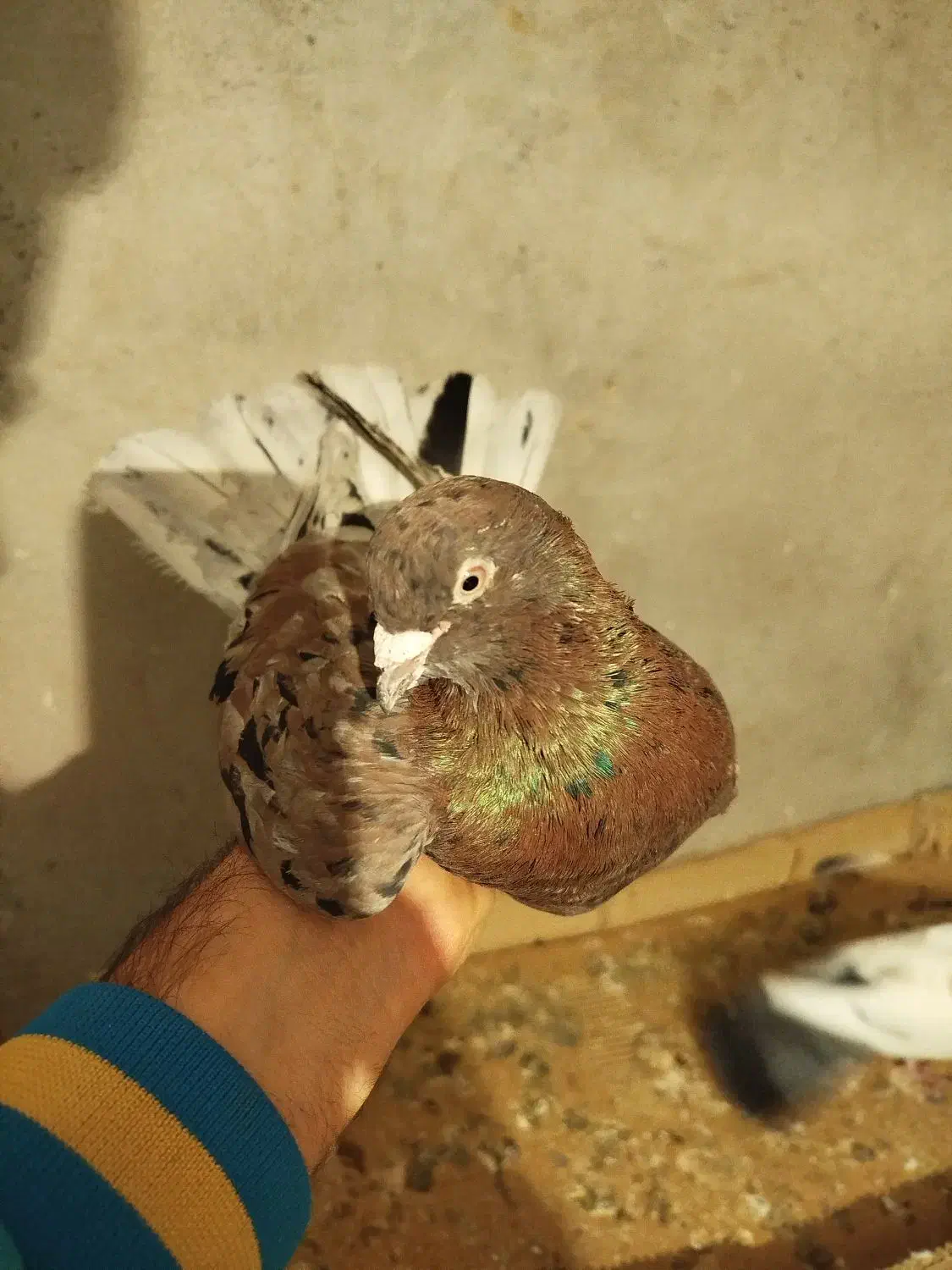 کبوتر|پرنده|مشگین شهر, |دیوار