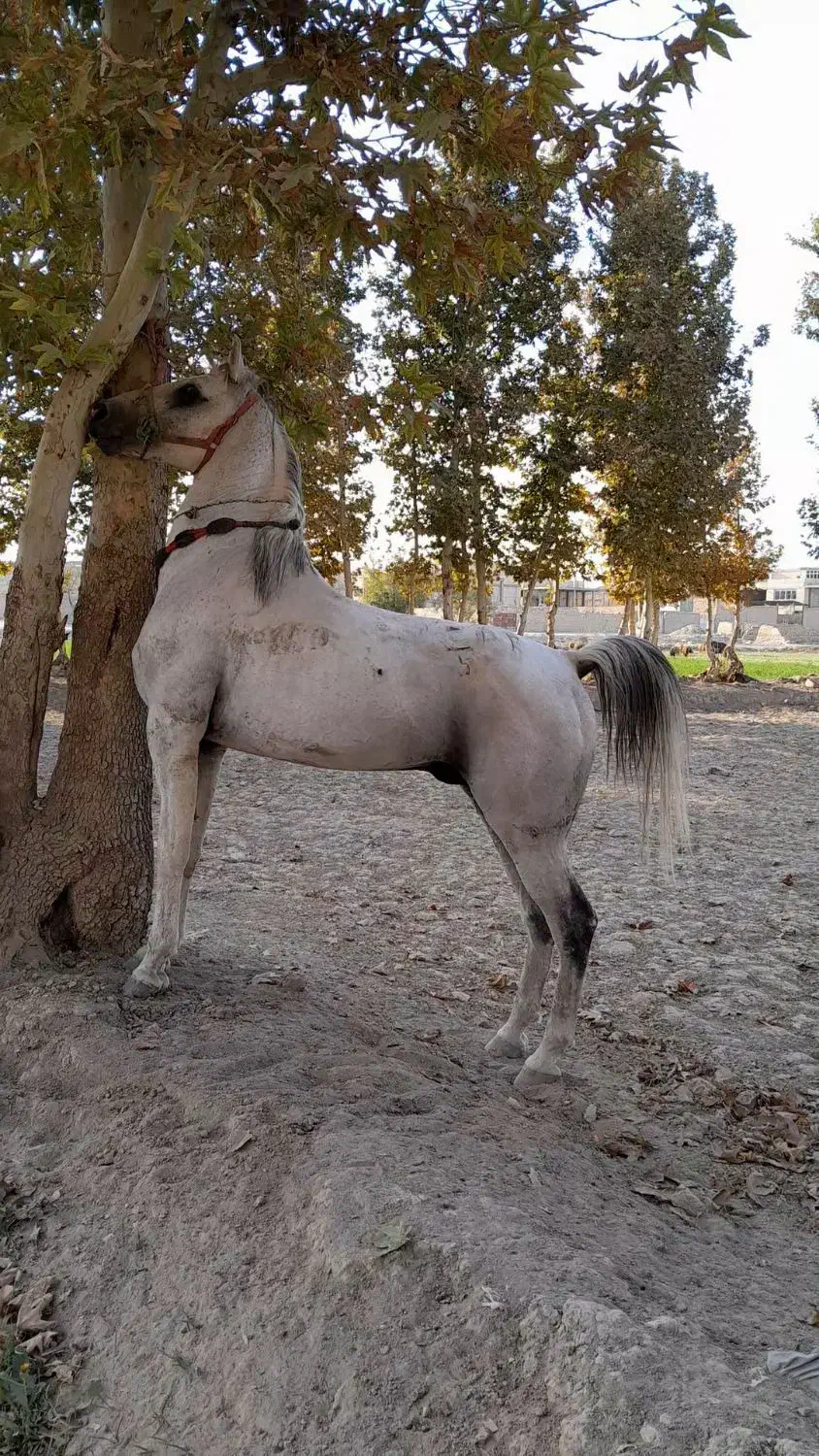 اسب|اسب و تجهیزات اسب‌سواری|اصفهان, بوستان ناژوان|دیوار