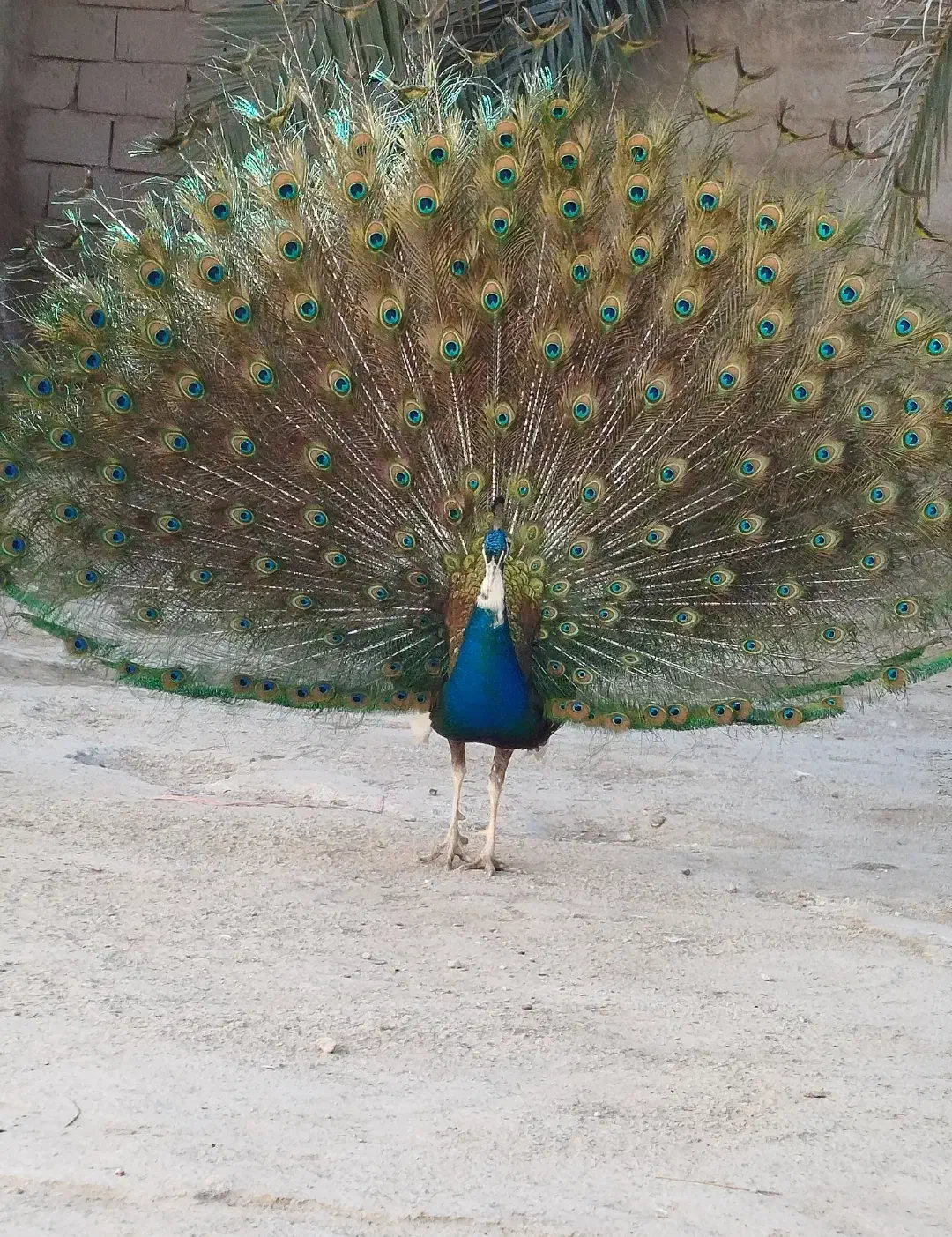 فروش یک عدد جوجه طاووس|حیوانات مزرعه|قیروکارزین, |دیوار