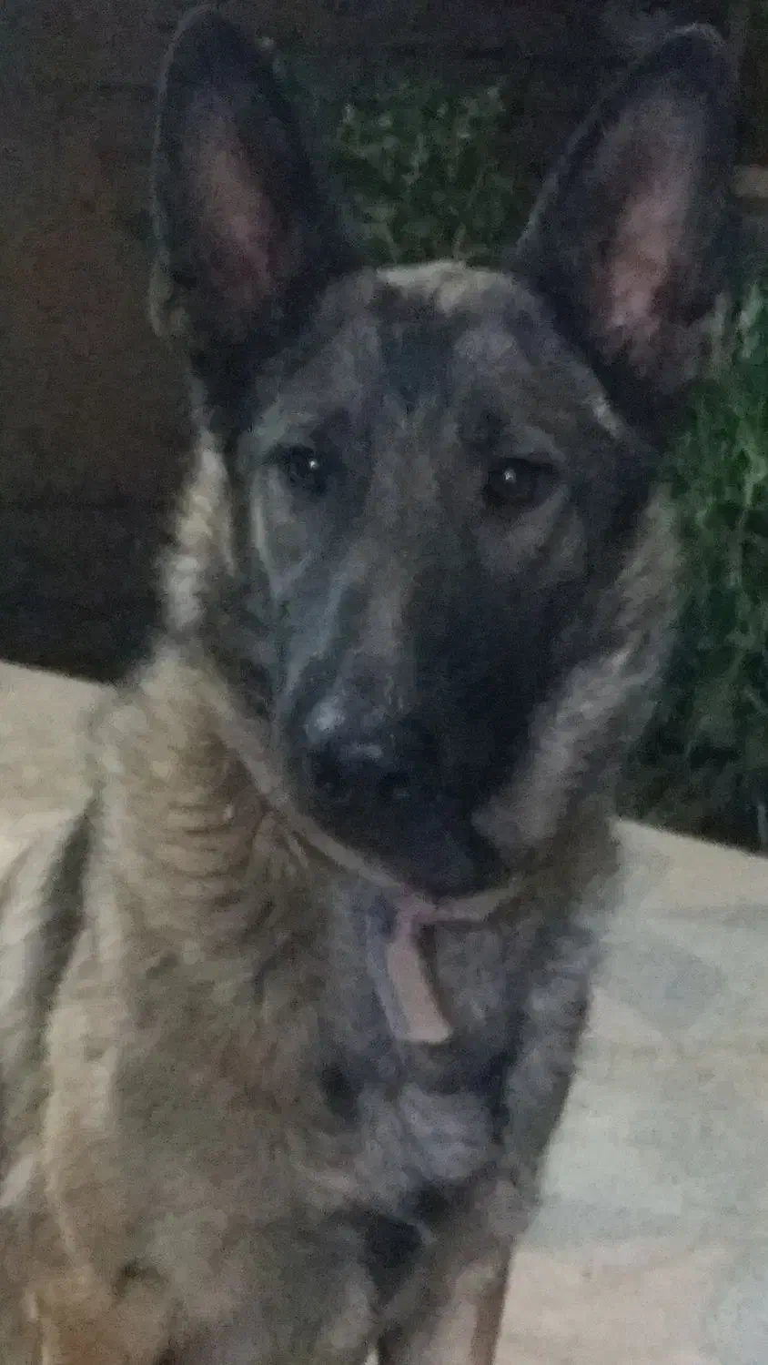 ژرمن ورک ماده|سگ|سپیدان, |دیوار