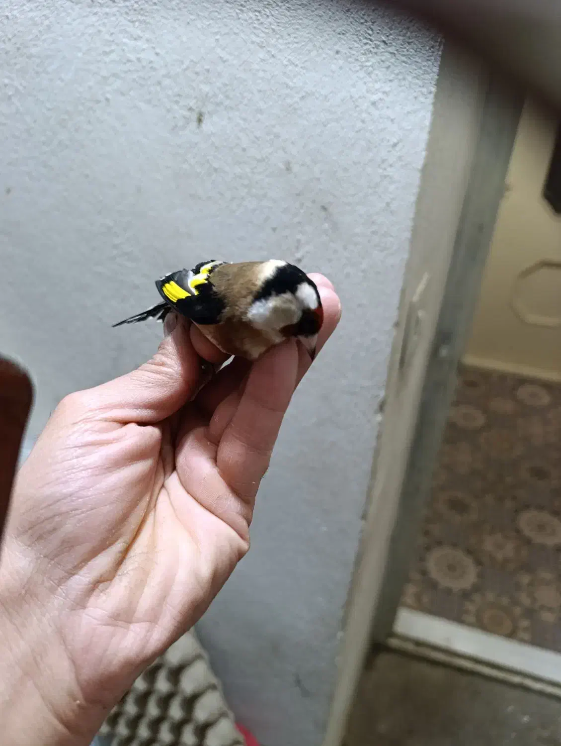 سهره تازه گیر|پرنده|بروجرد, |دیوار