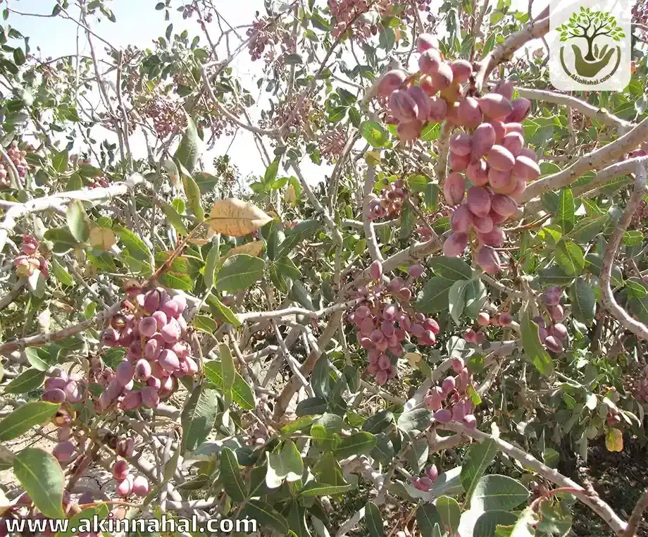 فروش زمین پسته|فروش دفتر صنعتی، کشاورزی، تجاری|مروست, |دیوار