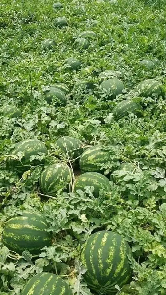 کارشناس کشاورزی/گیاه شناس/حقوق بالای ۵۰ تومن|استخدام صنعتی، فنی، مهندسی|تهران, سلسبیل جنوبی|دیوار