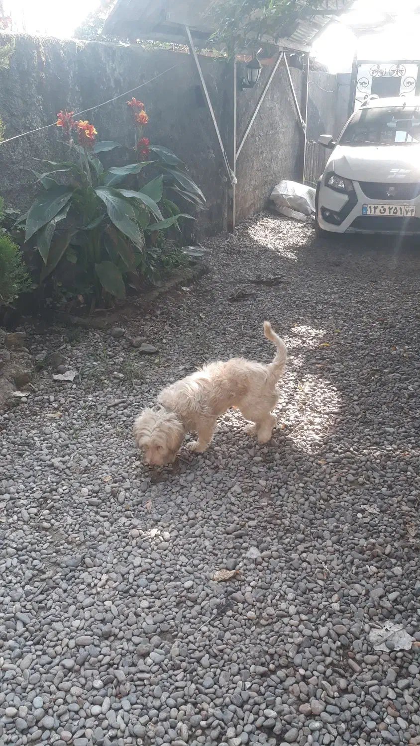 واگذاری سگ شیتسو تریر|سگ|سنگر, |دیوار