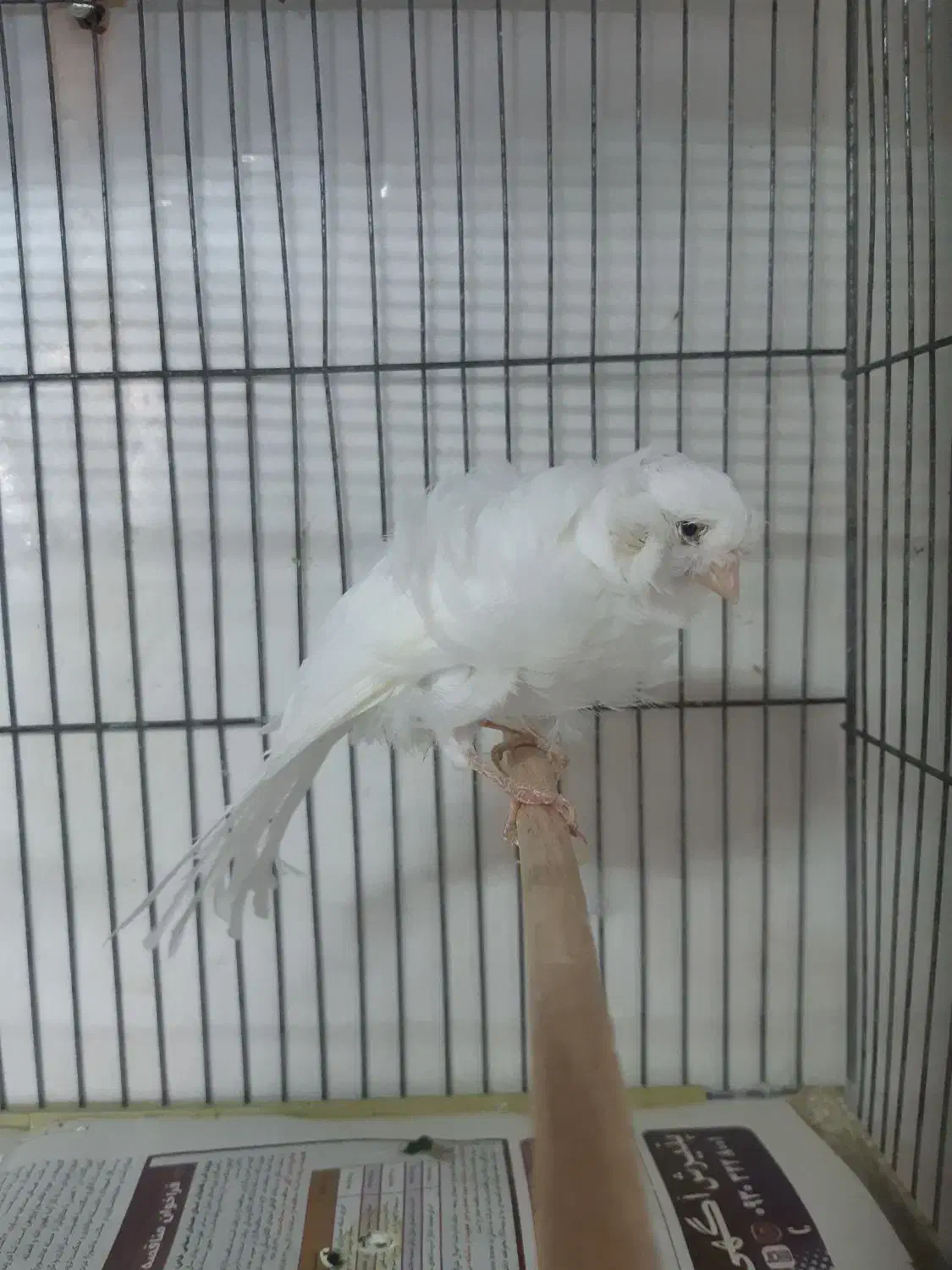 قناری فر سفید|پرنده|همدان, |دیوار