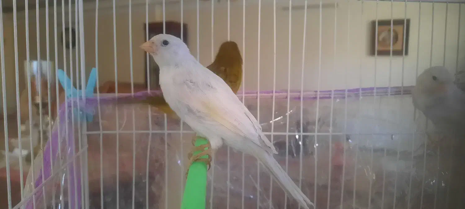 تعدادی قناری ماده و جوجه فائو|پرنده|مشهد, کوشش|دیوار