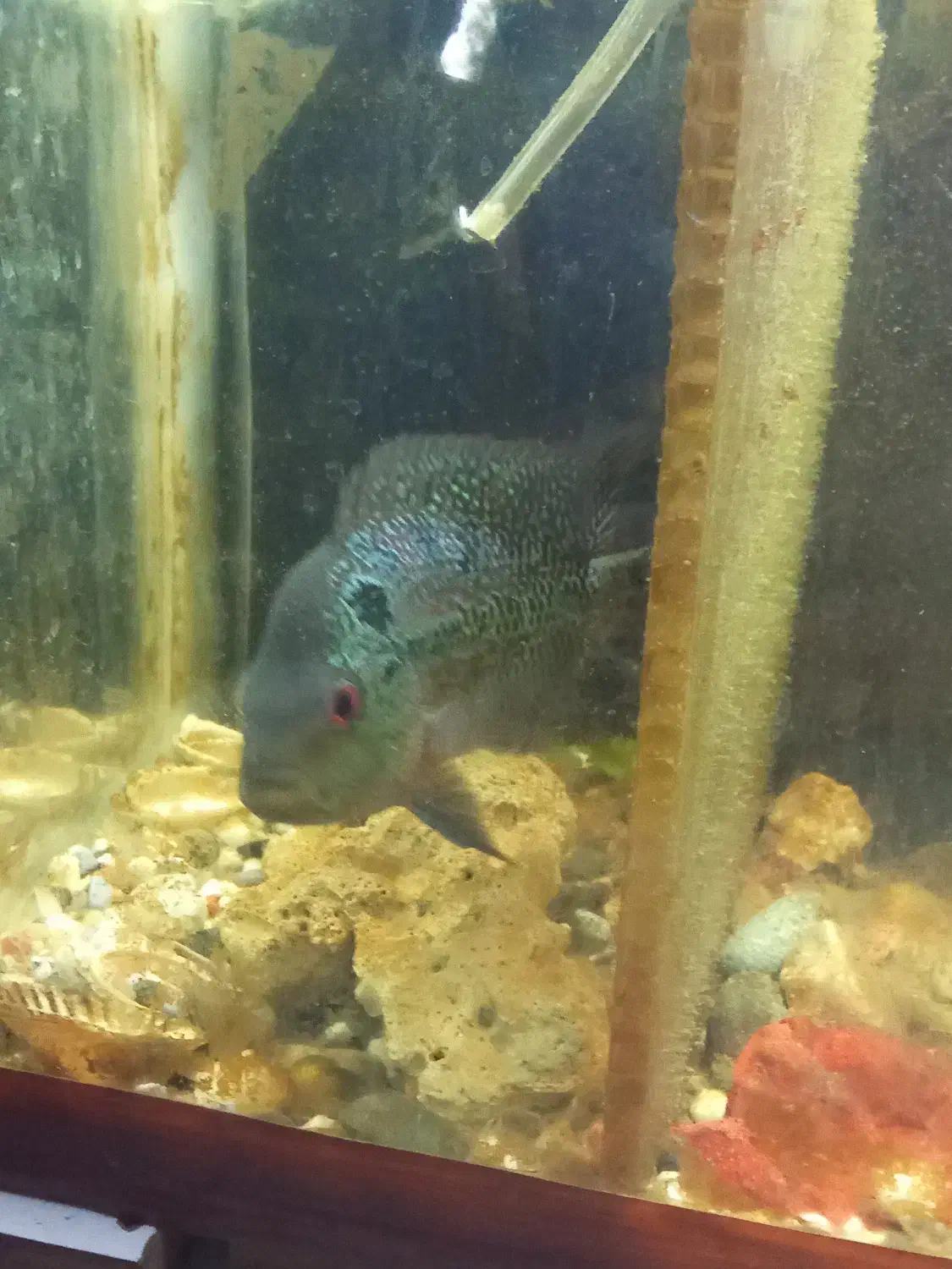 یک عدد فلاور زیبا|ماهی|سراب, |دیوار