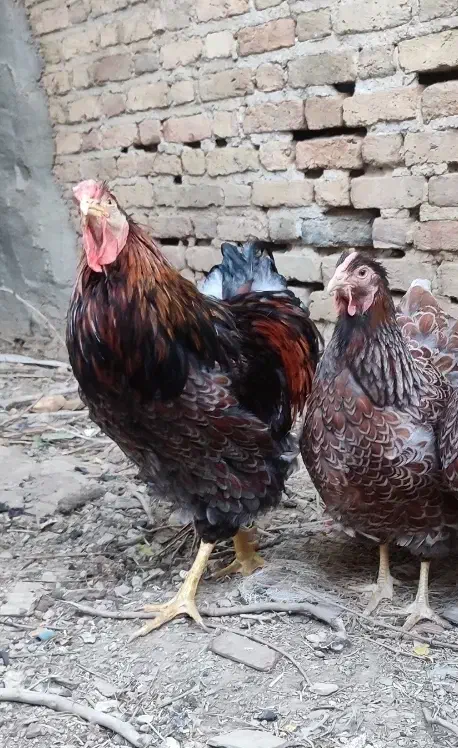 ویاندوت بلورد|حیوانات مزرعه|تهران, تهرانسر غربی|دیوار